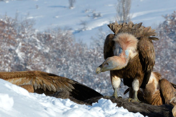 Griffon Vultures Eating in Winter