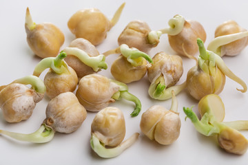 Fresh shoots of chickpea beans (peas). Closeup. Copy space.