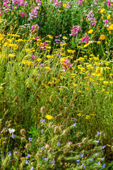 summer field with flowers