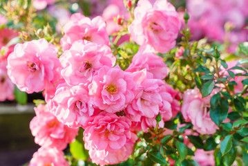 Fototapeta premium nice roses in the garden