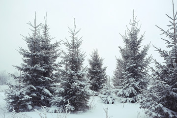 Christmas landscape with young fir trees and snow in a field