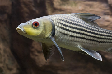 Striped barb (Probarbus jullieni) native fish in Thailand