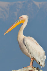 White Pelican (Pelecanus onocrotalus)