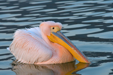 White Pelican (Pelecanus onocrotalus)