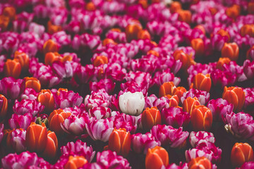 Multicolored tulips field in the Netherlands