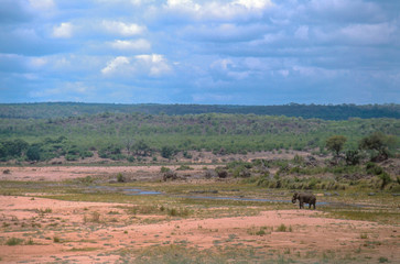 Fototapeta na wymiar Kruger National Park, South Africa