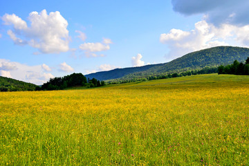 Grassy meadow with wild herbs near the forest of Low Beskid, Poland