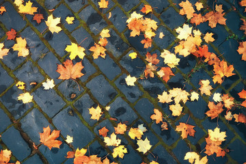 background of fallen leaves / yellow and orange fallen autumn leaves on the ground in a city park. Texture of autumn leaves, concept of autumnal picture