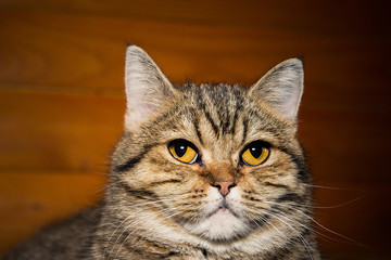 portrait of a domestic striped cat with yellow eyes