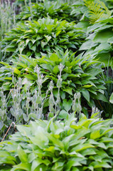 Green bush of Hosta and fern in summer.