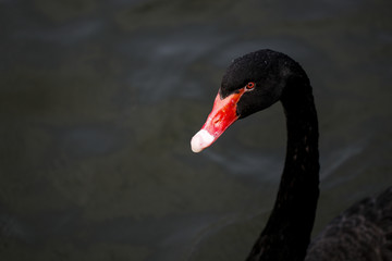 Obraz premium Swan feeding in the zoo