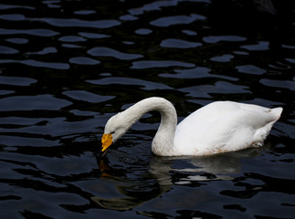 Naklejka premium Swan feeding in the zoo
