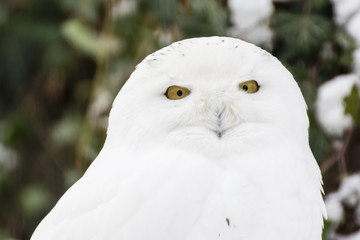 Obraz premium Owl snowy female.