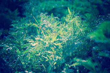 Fototapeta na wymiar Dill Leaves in Dewdrops Retro