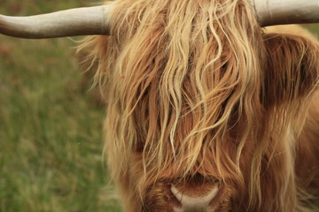 hairy long haired Highland cow eating grass in a green field in Scotland