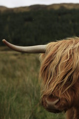 hairy long haired Highland cow eating grass in a green field in Scotland
