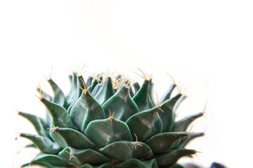 Cactus isolated on white background. Minimal style for cactus trendy.