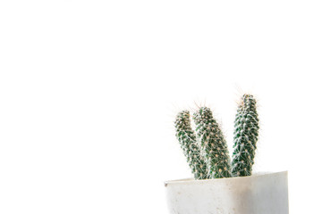 Cactus isolated on white background. Minimal style for cactus trendy.
