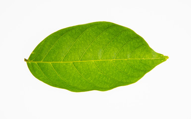 Fototapeta na wymiar leaf or green leaf on a background.
