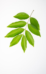 leaf or green leaf on a background.