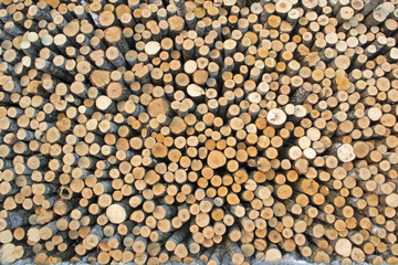 Birch logs on the logging