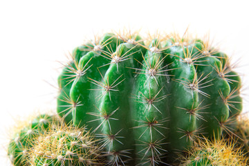 Cactus isolated on white background. Minimal style for cactus trendy.