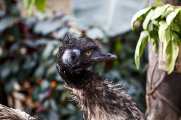  Ostrich feeding in the zoo