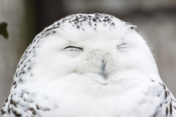 Obraz premium Snowflake male in detail on head with eyes closed.