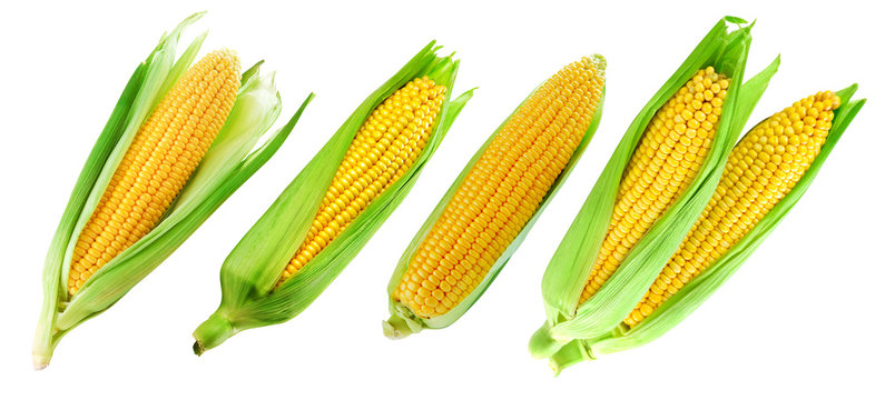 Corn Collection Isolated On White