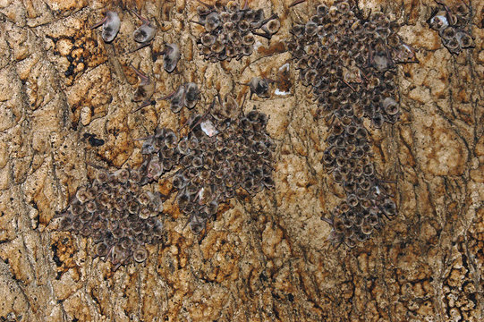 Colony of bats in a cave