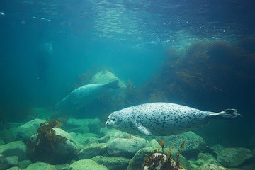 seal underwater photo in wild nature © kichigin19