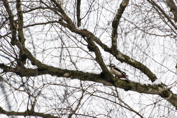 Fototapeta na wymiar Woodpecker on birch branch with snow.