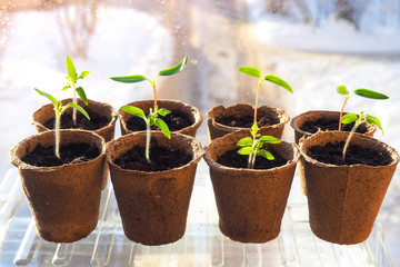 The seedlings on the window. Spring shoots.

