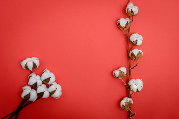 a branch of cotton on a red background