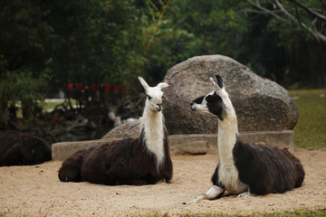 Lama glama kept in the zoo