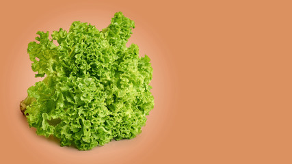 fresh green and raw Lettuce on color background