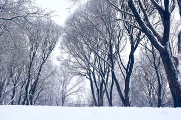 branches covered with snow / background winter trees and bushes without leaves, snowfall, concept of cold weather, frosty climate background
