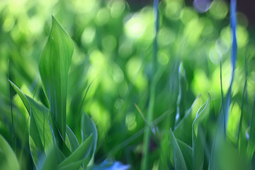 spring greens background, abstract blurred nature beautiful pictures, green shoots