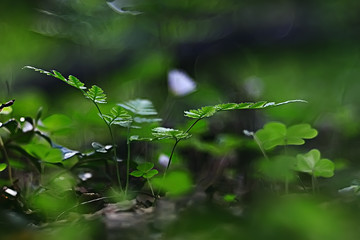 background green shamrock/ nature background, fresh green juicy color, shamrock plant