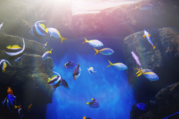 Naklejka na ściany i meble Aquarium colourfull fishes in dark deep blue water