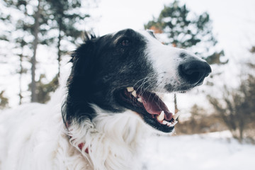 Dog portrait, open mouth Borzoi dog