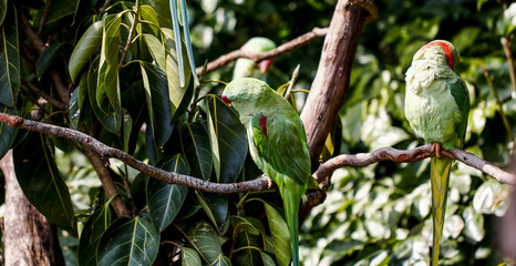 Parrots kept in the zoo