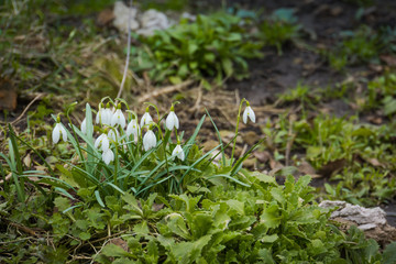 Snowdrops in the Garden
