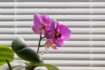 Flowering pink phalaenopsis orchid on background of Venetian blinds