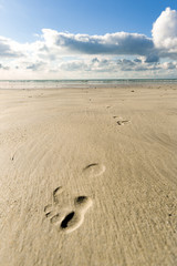 Spur im Sand