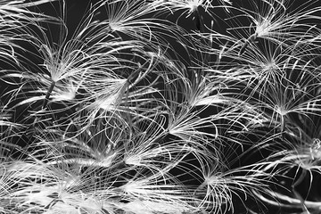 dandelion seeds black background concept lightness