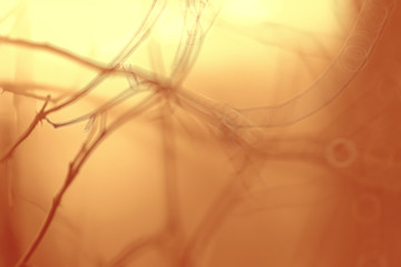 autumn blurred background with bokeh, landscape in autumn october park along alley with trees, autumn background for design and text, background with fallen yellow leaves concept of autumn pictures