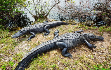 Alligator
