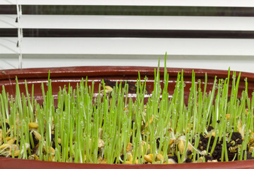 Fototapeta premium Young sprouts of barley in flower pot on the windowsill