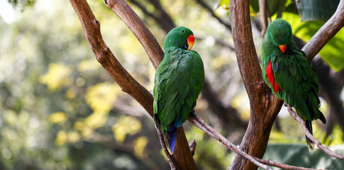Parrots kept in the zoo